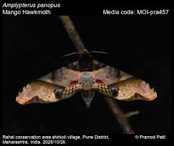 Attēlu rezultāti vaicājumam “Blepharidopterus angulatus imago”