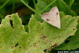 Attēlu rezultāti vaicājumam “Rivula sericealis”