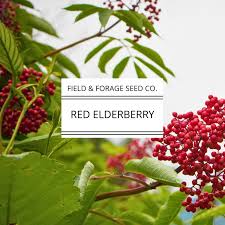 Attēlu rezultāti vaicājumam “Sambucus racemosa fruit”