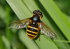 Attēlu rezultāti vaicājumam “Sericomyia silentis”