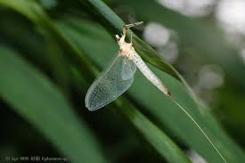 Attēlu rezultāti vaicājumam “Ephemera sp.”