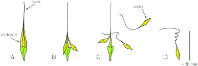 Attēlu rezultāti vaicājumam “Erodium cicutarium fruit”