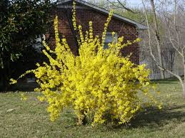 Attēlu rezultāti vaicājumam “Forsythia”