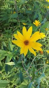 Attēlu rezultāti vaicājumam “Helianthus tuberosus leaf”