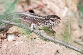 Attēlu rezultāti vaicājumam “Lacerta agilis female”