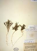 Attēlu rezultāti vaicājumam “Corispermum hyssopifolium fruit”