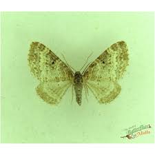 Attēlu rezultāti vaicājumam “Pareulype berberata”