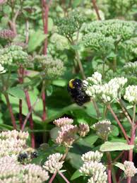 Attēlu rezultāti vaicājumam “Hylotelephium telephium flower”