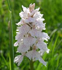 Attēlu rezultāti vaicājumam “Dactylorhiza maculata”