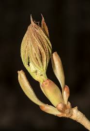 Attēlu rezultāti vaicājumam “Aesculus x hybrida bud”