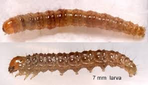 Attēlu rezultāti vaicājumam “Crambus”