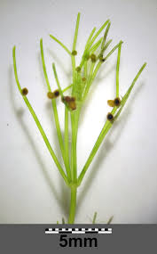 Attēlu rezultāti vaicājumam “Nitella flexilis”