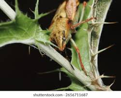Attēlu rezultāti vaicājumam “Carpocoris sp.”