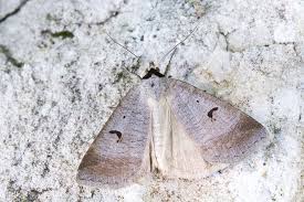 Attēlu rezultāti vaicājumam “Lygephila viciae”