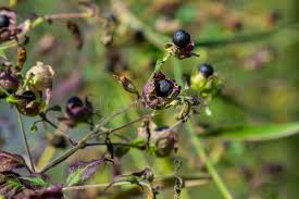 Attēlu rezultāti vaicājumam “Silene baccifera fruit”