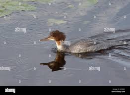 Attēlu rezultāti vaicājumam “Mergus merganser juvenile”
