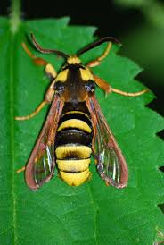 Attēlu rezultāti vaicājumam “Sesiidae”