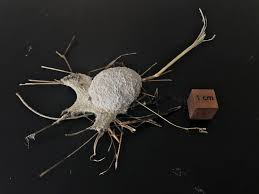 Attēlu rezultāti vaicājumam “Didymium spongiosum plasmodium”