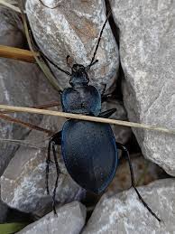 Attēlu rezultāti vaicājumam “Carabus hortensis”