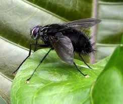 Attēlu rezultāti vaicājumam “Tachinidae”