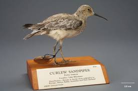 Attēlu rezultāti vaicājumam “Calidris ferruginea”