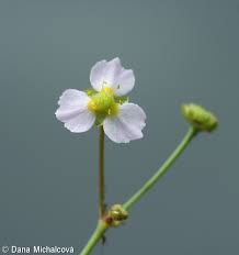 Attēlu rezultāti vaicājumam “Alisma gramineum flower”
