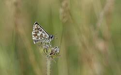 Attēlu rezultāti vaicājumam “Pyrgus alveus upperside”