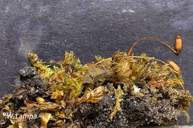 Attēlu rezultāti vaicājumam “Mnium lycopodioides”