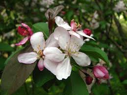 Attēlu rezultāti vaicājumam “Malus purpurea flower”