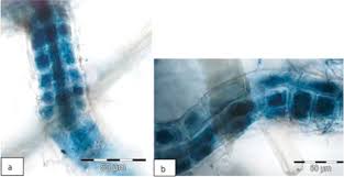 Attēlu rezultāti vaicājumam “Lachnum corticale”