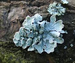 Attēlu rezultāti vaicājumam “Parmelia sulcata”