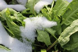 Image result for Sauerampfer