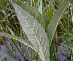 Attēlu rezultāti vaicājumam “Lysimachia thyrsiflora leaf”