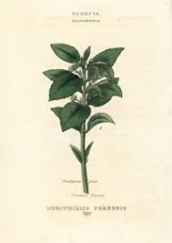 Attēlu rezultāti vaicājumam “Mercurialis perennis”