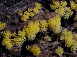 Attēlu rezultāti vaicājumam “Hypocrea gelatinosa”