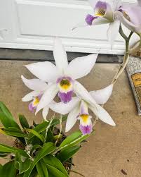 Attēlu rezultāti vaicājumam “Aphelia viburniana”