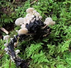 Attēlu rezultāti vaicājumam “Collybia cirrhata”