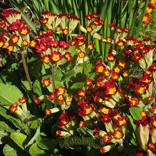 Attēlu rezultāti vaicājumam “Primula veris var. rubra flower”