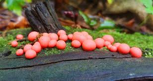 Attēlu rezultāti vaicājumam “Lycogala leopardinum young”