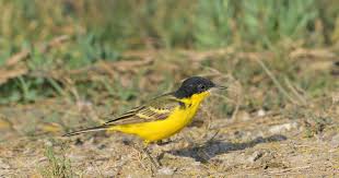 Attēlu rezultāti vaicājumam “Motacilla flava flava adult”