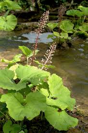 Attēlu rezultāti vaicājumam “Petasites hybridus”
