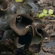 Attēlu rezultāti vaicājumam “Ionomidotis irregularis”