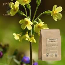 Image result for Potentilla tormentilla