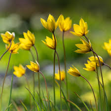 Attēlu rezultāti vaicājumam “Tulipa sylvestris”