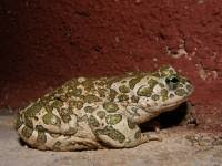 Attēlu rezultāti vaicājumam “Pseudepidalea viridis”