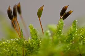 Attēlu rezultāti vaicājumam “Aulacomnium androgynum sporophyte”