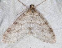 Attēlu rezultāti vaicājumam “Trichopteryx carpinata”