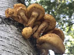 Attēlu rezultāti vaicājumam “Pholiota aurivella”