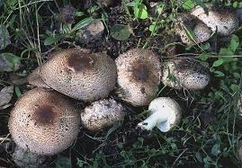 Attēlu rezultāti vaicājumam “Agaricus”