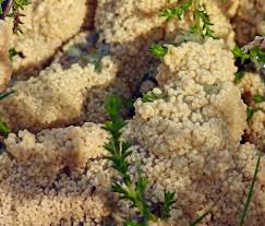 Attēlu rezultāti vaicājumam “Diderma subviridifuscum spores”